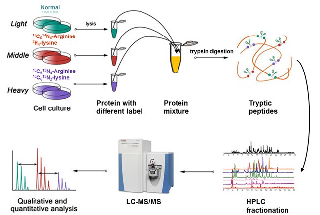 Figure 5: Workflow for Quantitative Proteomics Using Metabolic Labeling